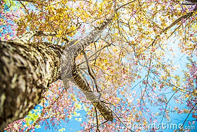 Under branch of pink cherry tree Stock Photo