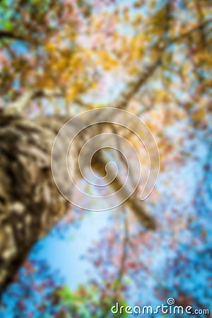 Under branch of pink cherry tree in blur style Stock Photo