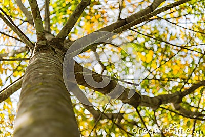 Under branch of rubber tree Stock Photo