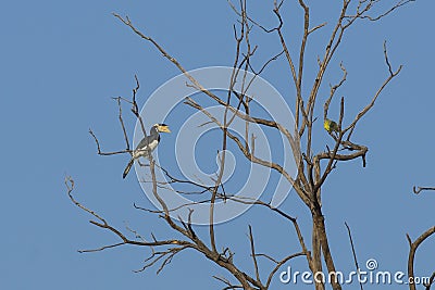 Female Malabar Pied Hornbill Stock Photo