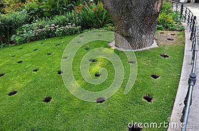 Under crown of old oak in front of the perennial bed, several circular holes are drilled in lawn soil these are aeration and drain Stock Photo
