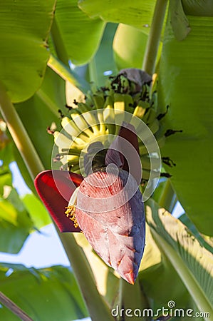 Under the crowns of banana tree Stock Photo