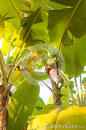 Under the crowns of banana tree Stock Photo