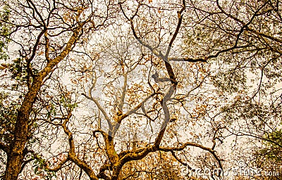 Under deciduous trees Stock Photo