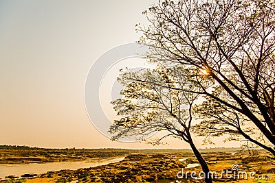 Under deciduous trees 4 Stock Photo