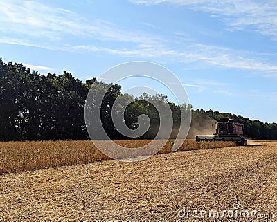 Under the hot summer sky - soybean harvest fields Stock Photo