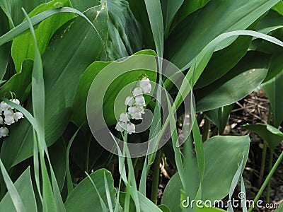 Amazing beauty of this flower - Lily of the valley Stock Photo