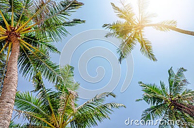 Under palm trees view, sunny day in tropic island Stock Photo