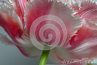 Under the Queensland Tulip Stock Photo