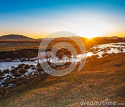 The pasture under the radiance of the setting sun Stock Photo