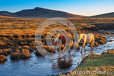 The pasture under the radiance of the setting sun Stock Photo