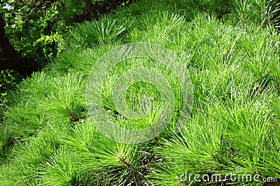 The leaves of the pine trees are shining in the midsummer sun Stock Photo