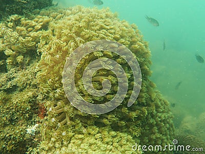 Under the sea with nature Stock Photo