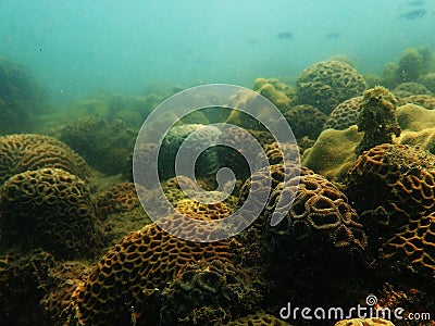 Under the sea with nature Stock Photo