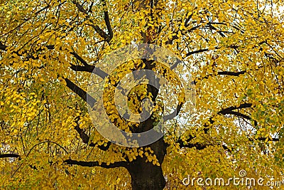 Under the shade of tall trees in autumn, Switzerland Stock Photo