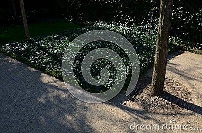 Under the shady treetops is a park beige, yellow sand path from a sandstone wall. perennials bloom there and there are several mod Stock Photo