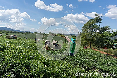 Under the sun The famales Havesting the tea, they using hand for thier job Editorial Stock Photo
