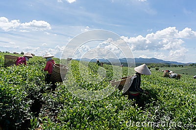 Under the sun The famales Havesting the tea, they using hand for thier job Editorial Stock Photo