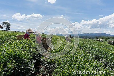 Under the sun The famales Havesting the tea, they using hand for thier job Editorial Stock Photo