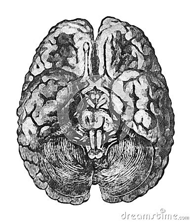 Under Surface of the Brain. Anatomy education concept - View from below of the brain and brainstem. Stock Photo