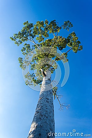 Under view of big tree with blue sky background Stock Photo