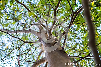 Under view of big tree Terminalia ivorensis Chev Stock Photo