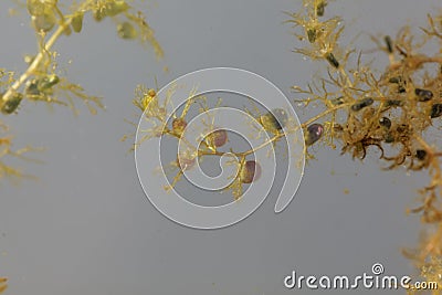 Under water leaves with bladder-like traps of a greater bladderwort , Utricularia vulgaris Stock Photo