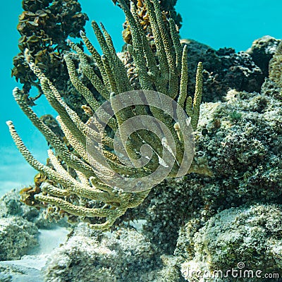 Under water world in the Carribean Stock Photo