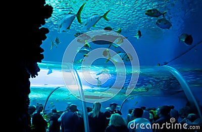 Under water world Editorial Stock Photo