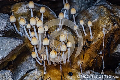 Underground mushrooms. Glistening Inkcap mushroom Coprinellus micaceus growing in cave Stock Photo