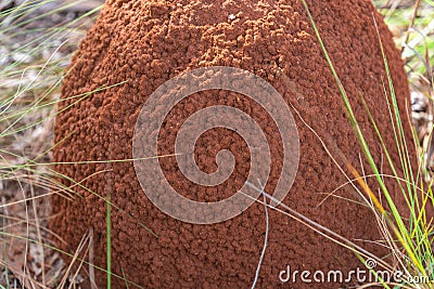 Underground termite colony Coptotermes gestroi in the midst of nature Stock Photo