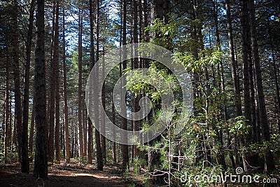 Undergrowth Of Pinewood Highlighted Of A Ray Of Light Stock Photo