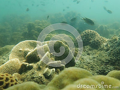 Under the sea with nature Stock Photo