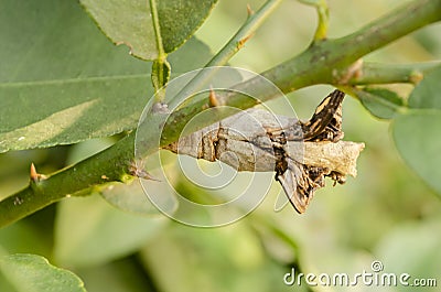 The Underside Of A Butterfly's Pupal Stage Stock Photo