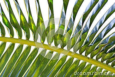 Underside of coconut palm frond Stock Photo