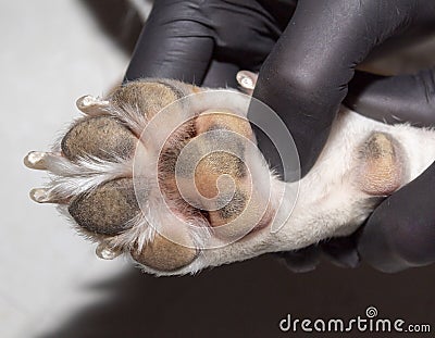 The pads on a small dogs paw Stock Photo