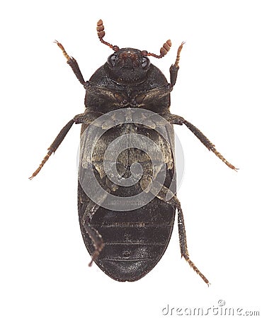 Underside of a larder beetle, Dermestes lardarius isolated on white background Stock Photo