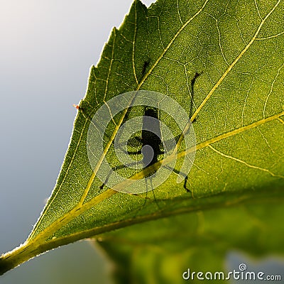 Underside of leaf showing grasshopper silhouette outline. Example of creative macro photography. Stock Photo