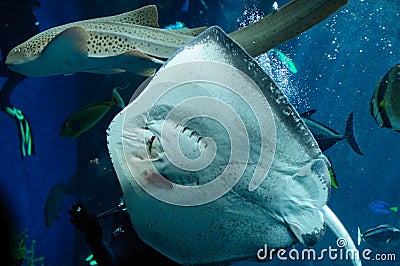 Underside of a Southern Stingray and diver Editorial Stock Photo