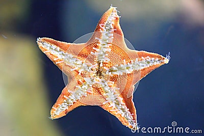 Underside of the starfish Stock Photo