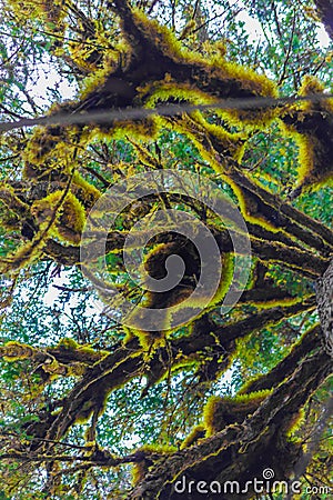 Spanish moss grows even in Alaska Stock Photo