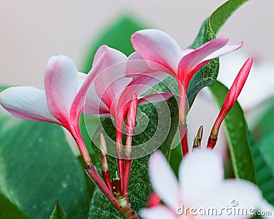 The Undersides of a Small Bunch of Light Pink Plumeria Stock Photo