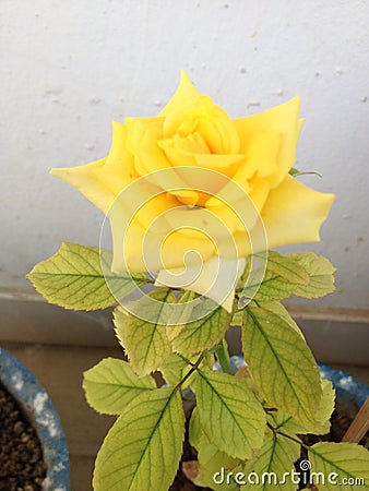 Understand the language of yellow flower Stock Photo