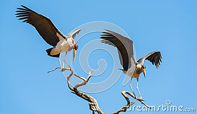 Undertaker Bird Stock Photo