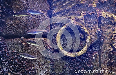 Underwater anchor background flooded old dock stone purple wall fishes molluscs attached Stock Photo