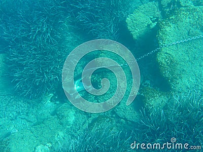 UNDERWATER. Anchor at the bottom of the sea off the coast of the KASTOS island, Lefkada Regional unit, Ionian Islands Stock Photo