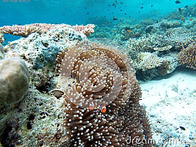 Underwater anemones and Nemo fish Stock Photo