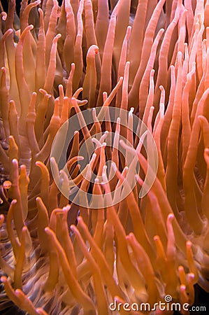 Underwater background coral pattern Stock Photo