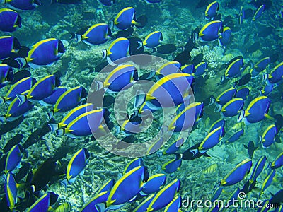 Underwater: blue fish Stock Photo