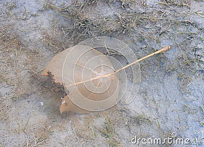 An Underwater Brown Broken Leaf in Background of Seagrass - Abstract Botany Image Stock Photo